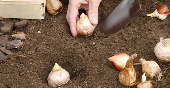 bulbs: Plant them in time - Taylors